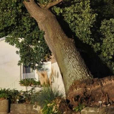 Umgestürzte Eiche auf Werkstatt liegend